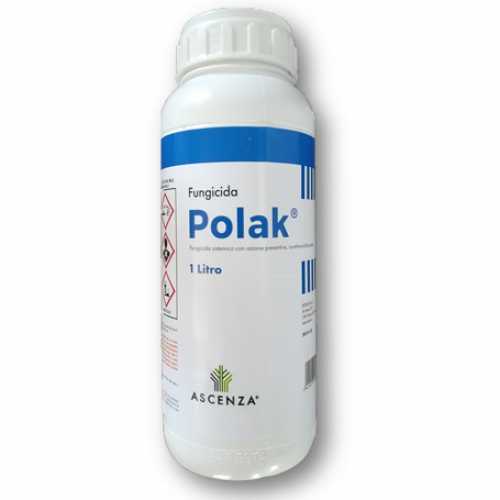 POLAK - ASCENZA